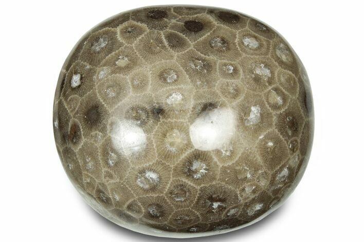 Polished Petoskey Stone (Fossil Coral) - Michigan #322986